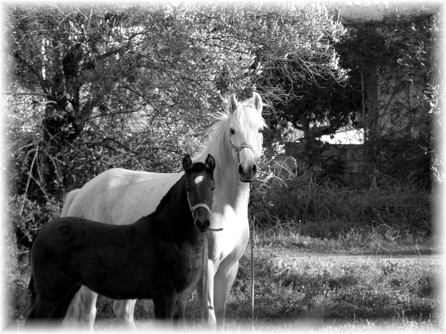 Posando