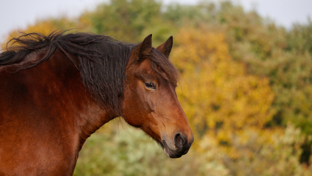 Posavina Pferd