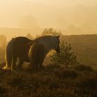 Posbank (NL): Nebelstimmungen #6