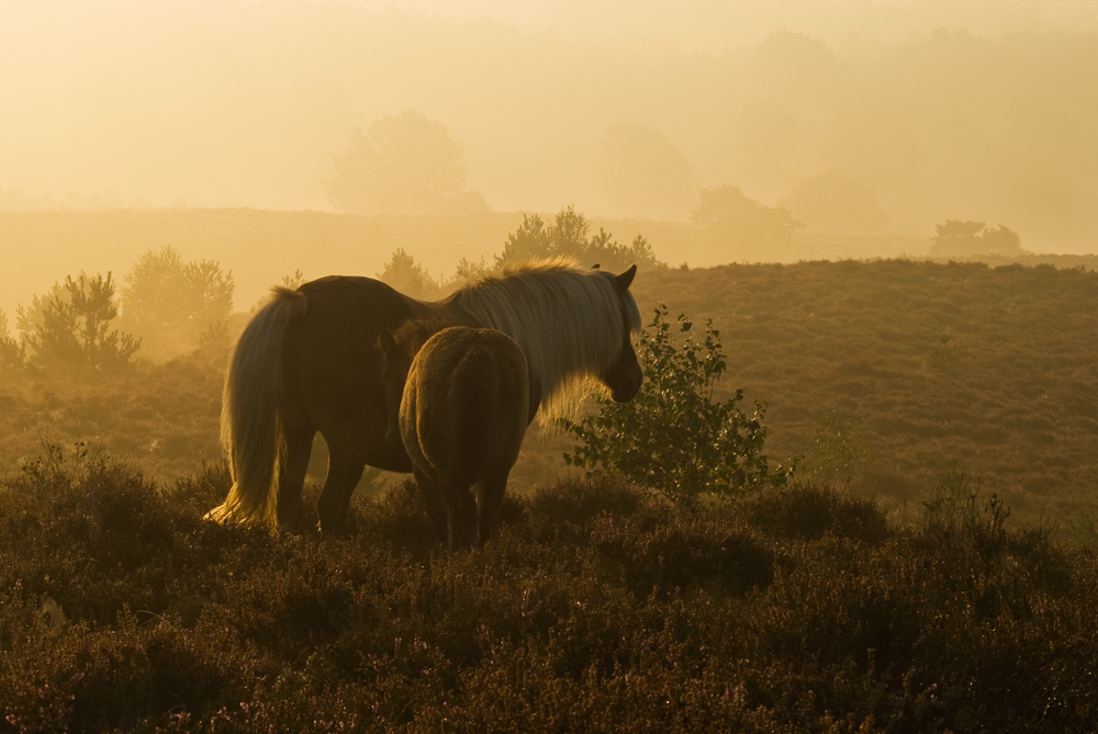 Posbank (NL): Nebelstimmungen #6