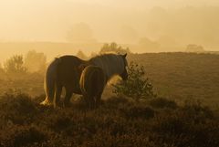 Posbank (NL): Nebelstimmungen #6