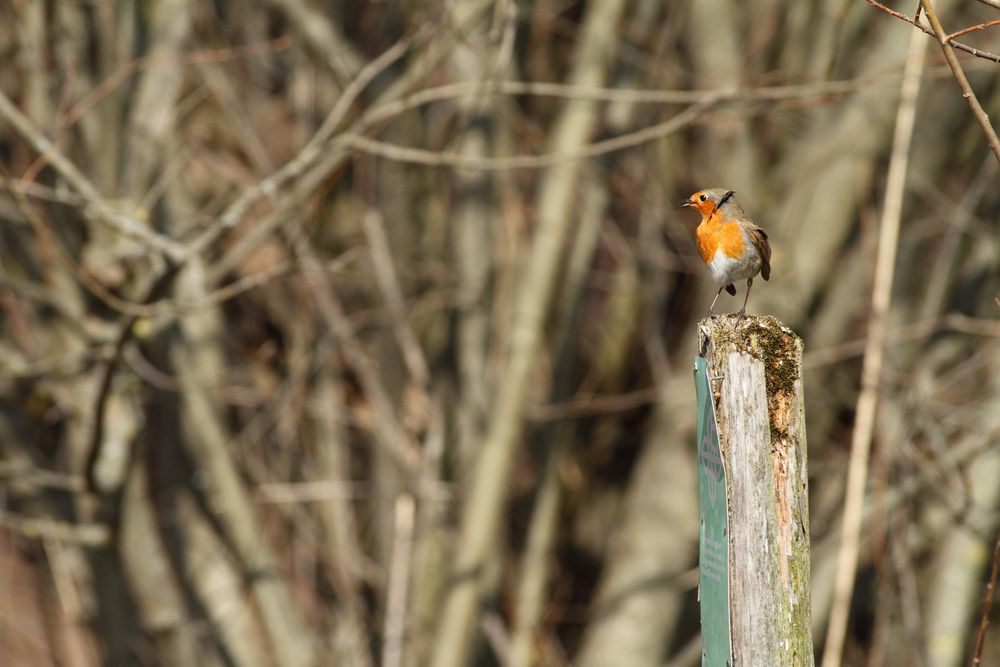 Pose 7 ¦ Genervt vom Wind