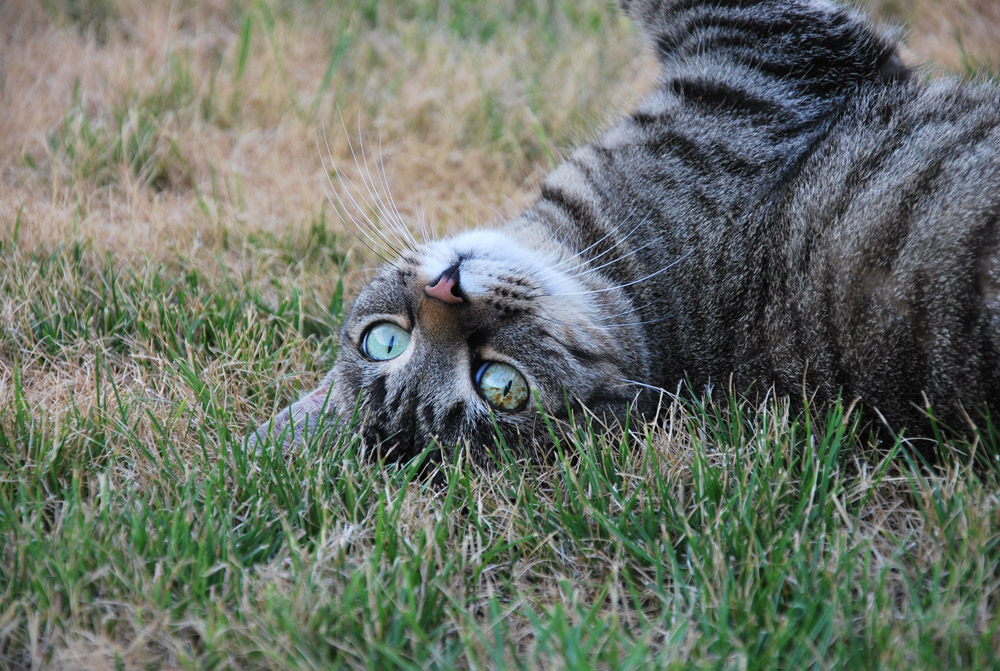 Pose de chat