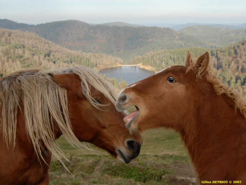 pose de chevaux hautes Vosges