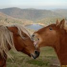 pose de chevaux hautes Vosges