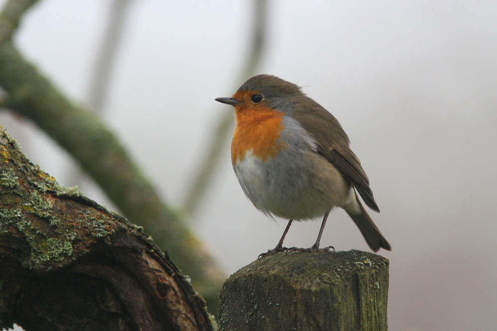 Pose de rouge gorge