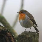 Pose de rouge gorge