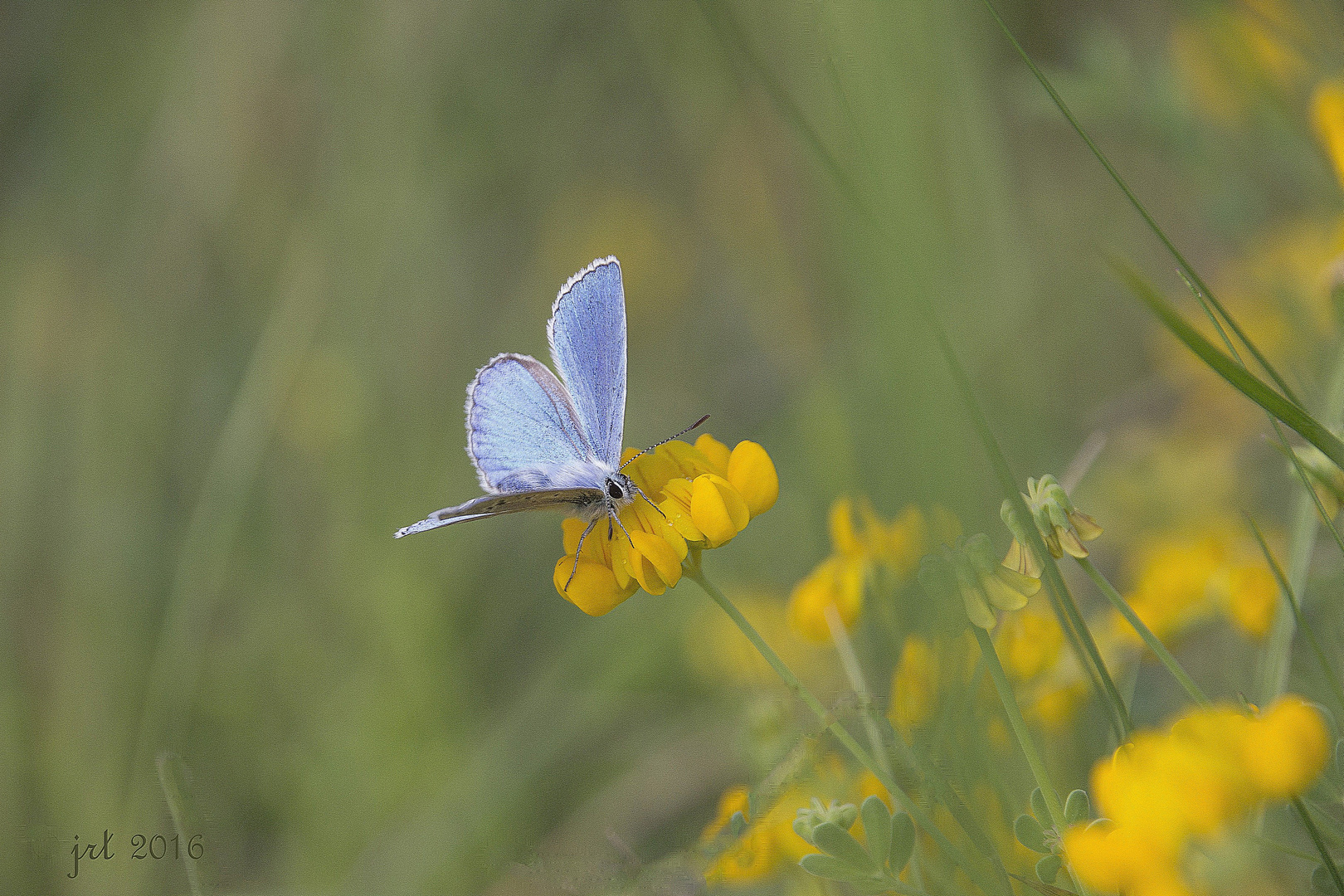 Pose rosée