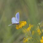 Pose rosée