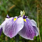 Posé sur la fleur