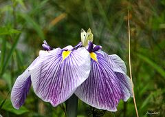 Posé sur la fleur