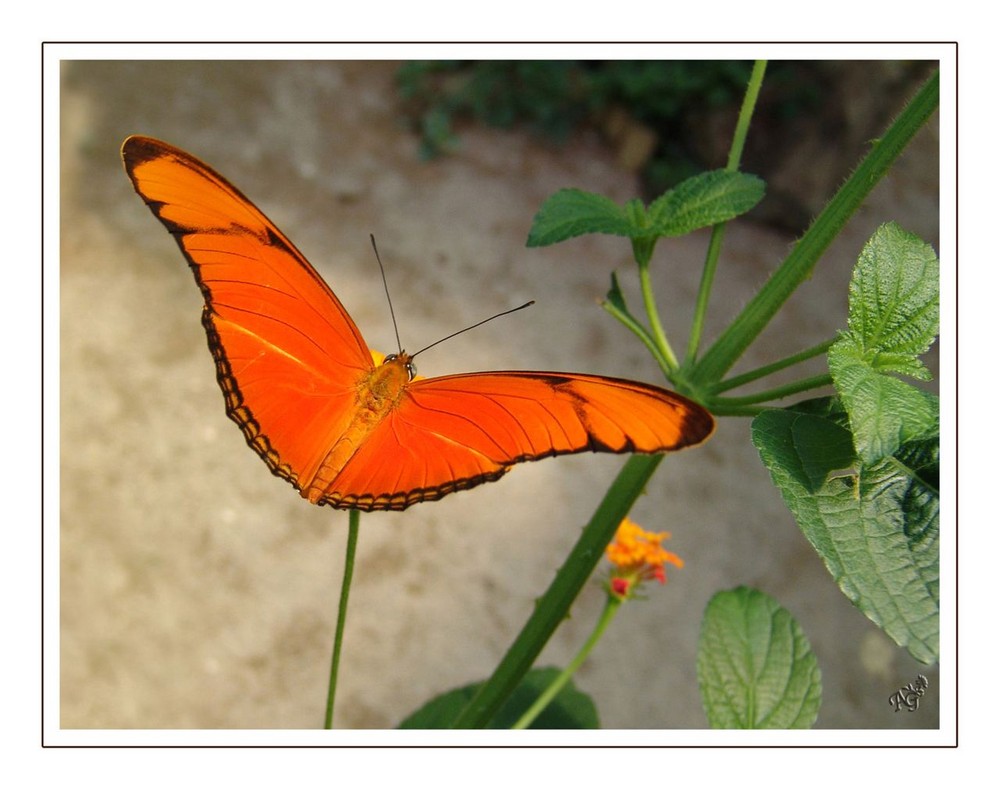 Posé sur un lantana...