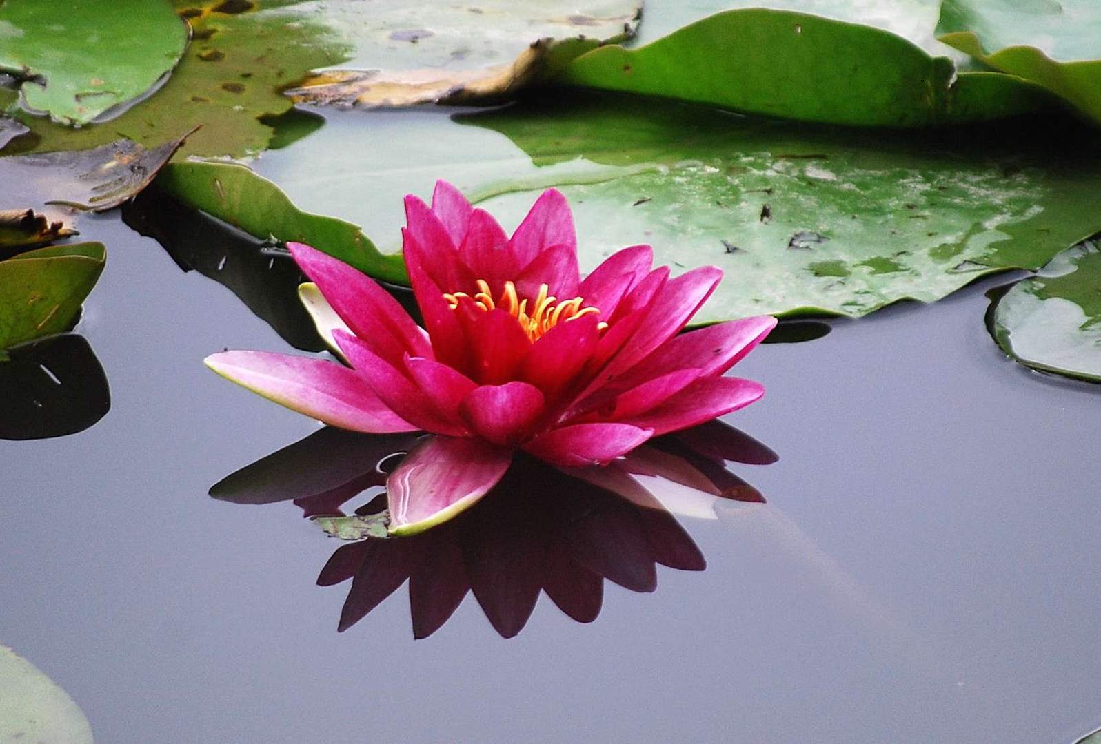 Posée sur l'eau