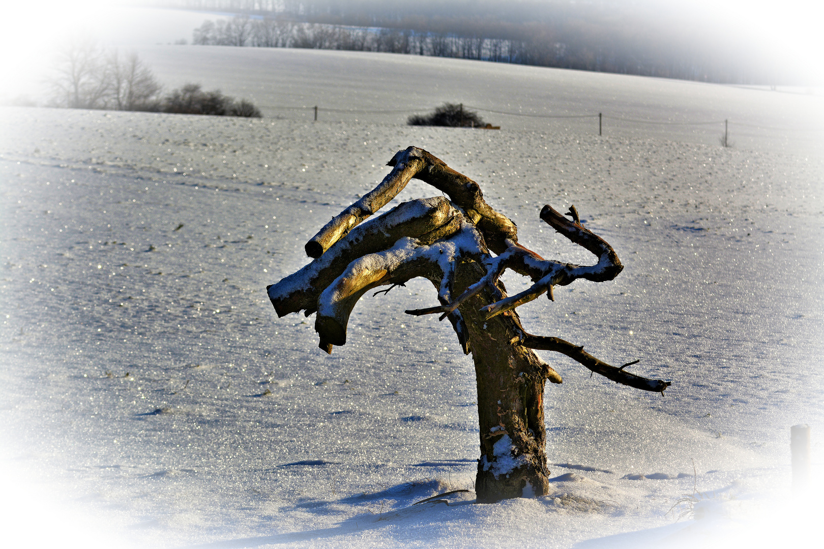 Posen Bei Der Kalte Ist So Anstrengend Foto Bild Jahreszeiten Winter Baume Bilder Auf Fotocommunity
