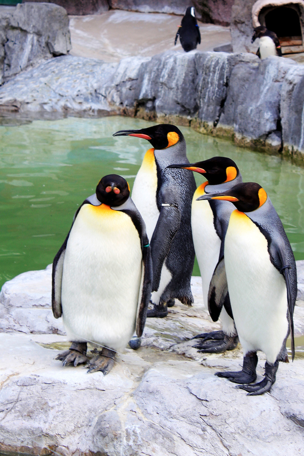 Posende Pinguine