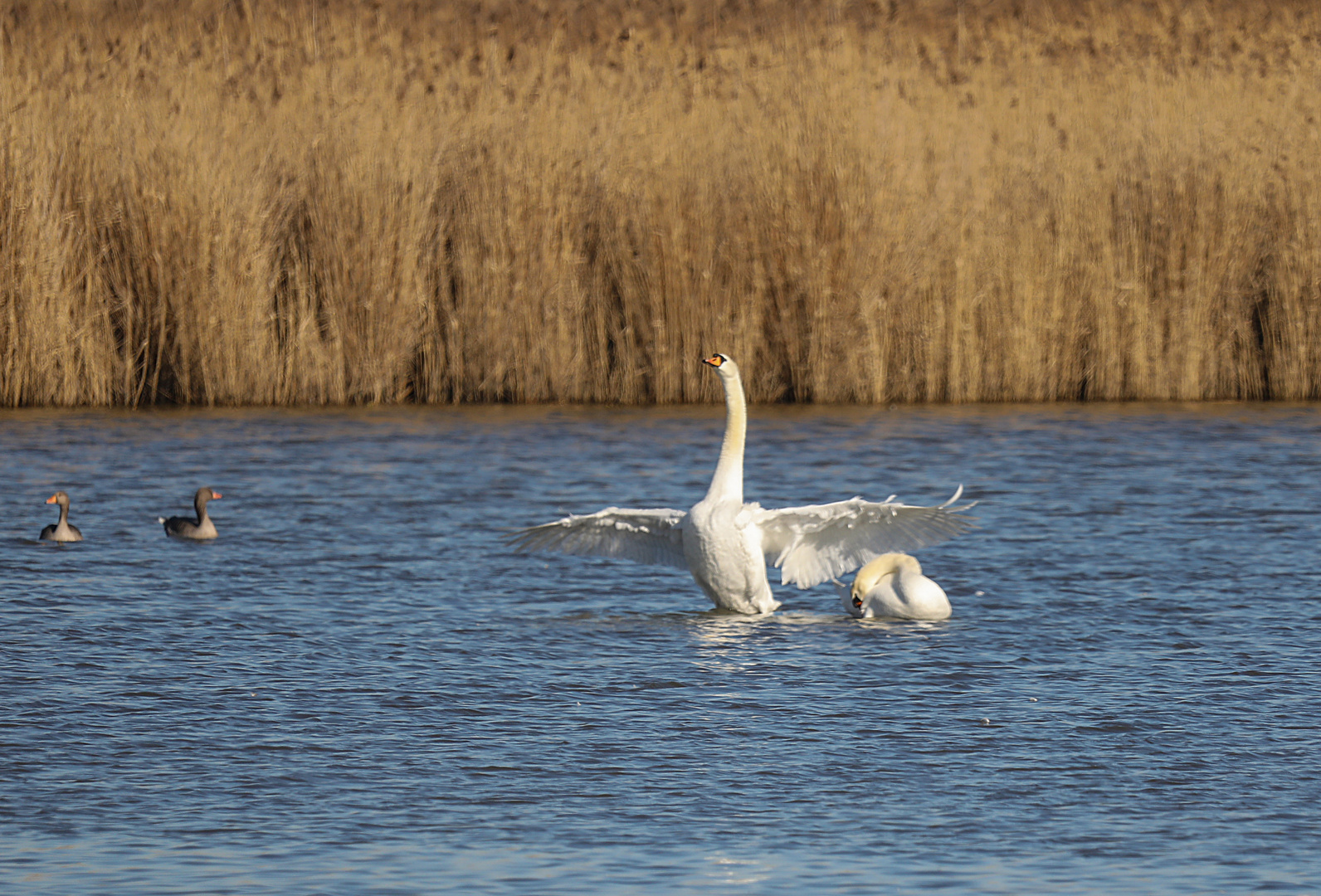 ...posender Höckerschwan