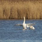 ...posender Höckerschwan