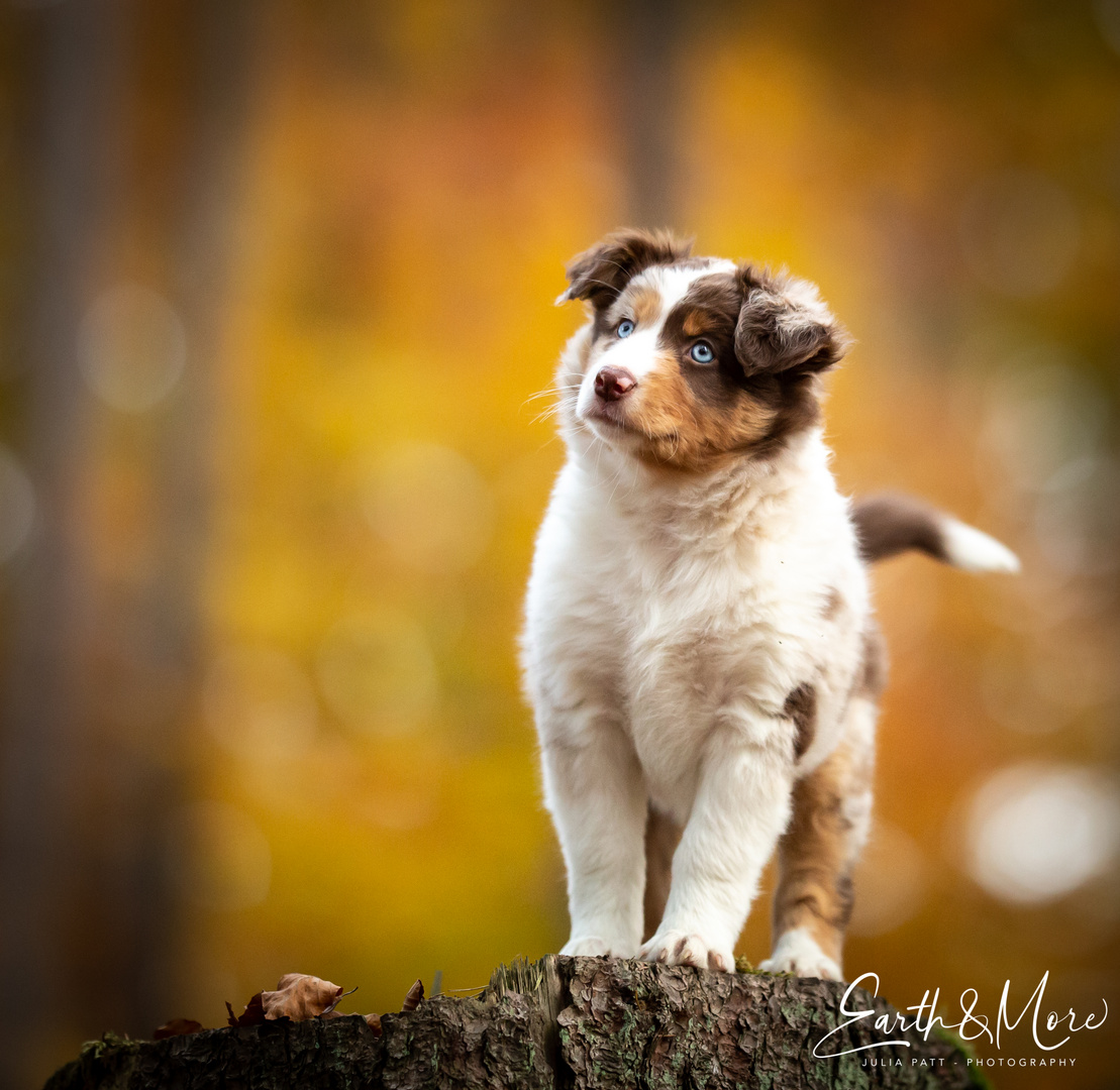 Posender Welpe im Wald