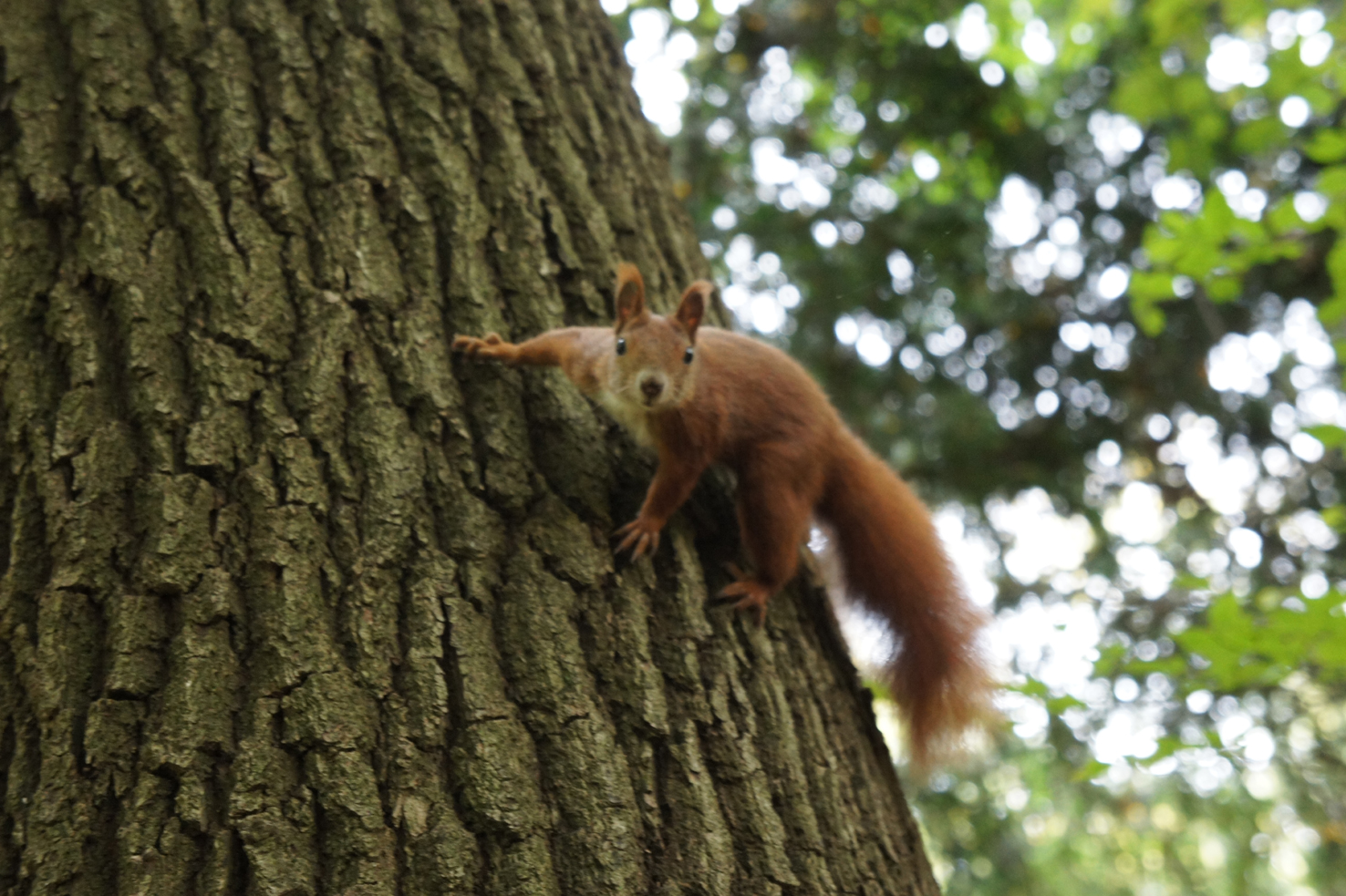 Posendes Eichhörnchen