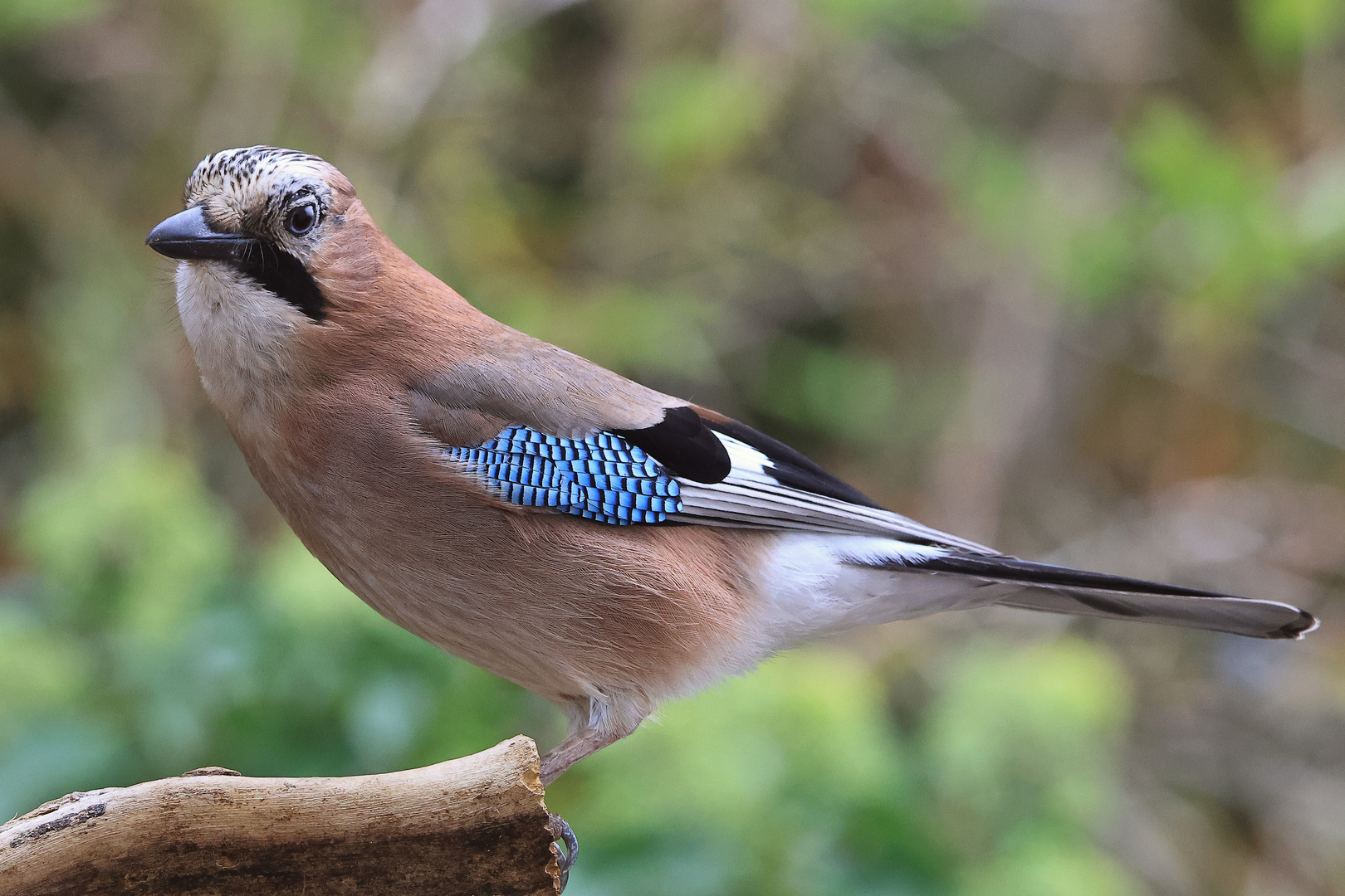 Poser Foto & Bild nature, natur, herbst Bilder auf