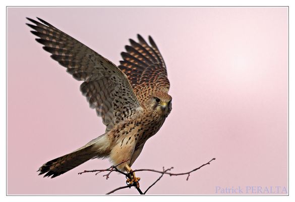 poser du Crécerelle