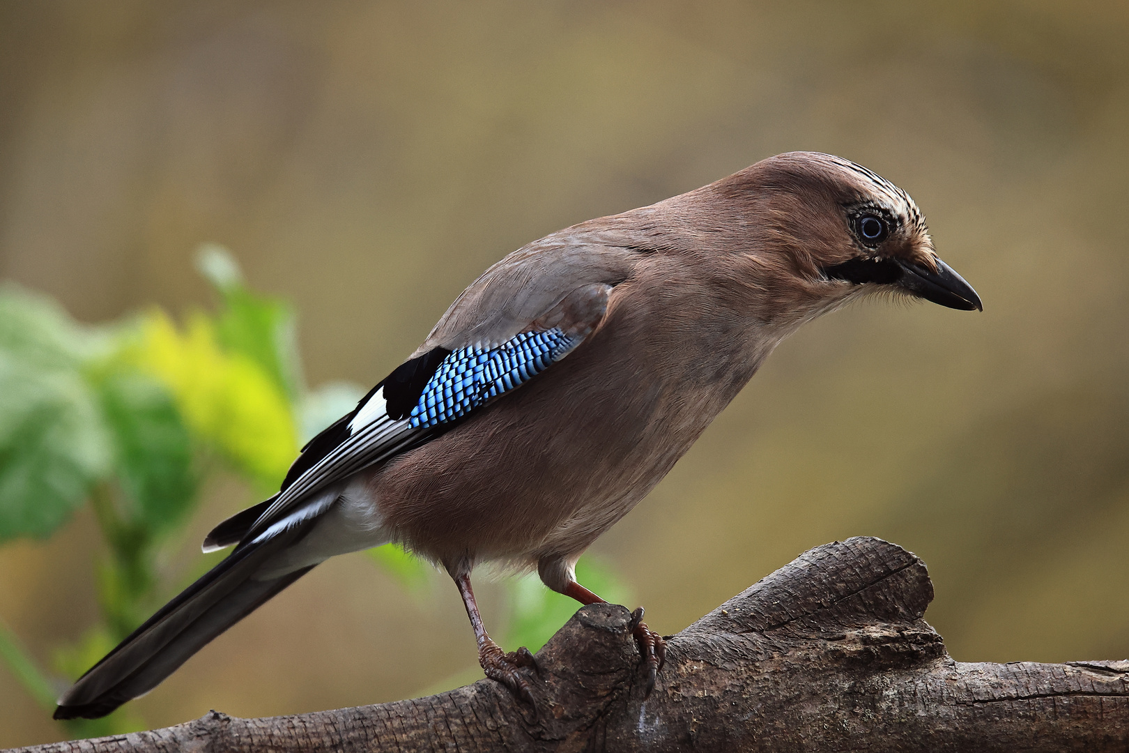 Poser---Garrulus glandarius oder Eichelhäher