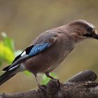 Poser---Garrulus glandarius oder Eichelhäher