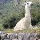 Poser-Lama in Machu Picchu