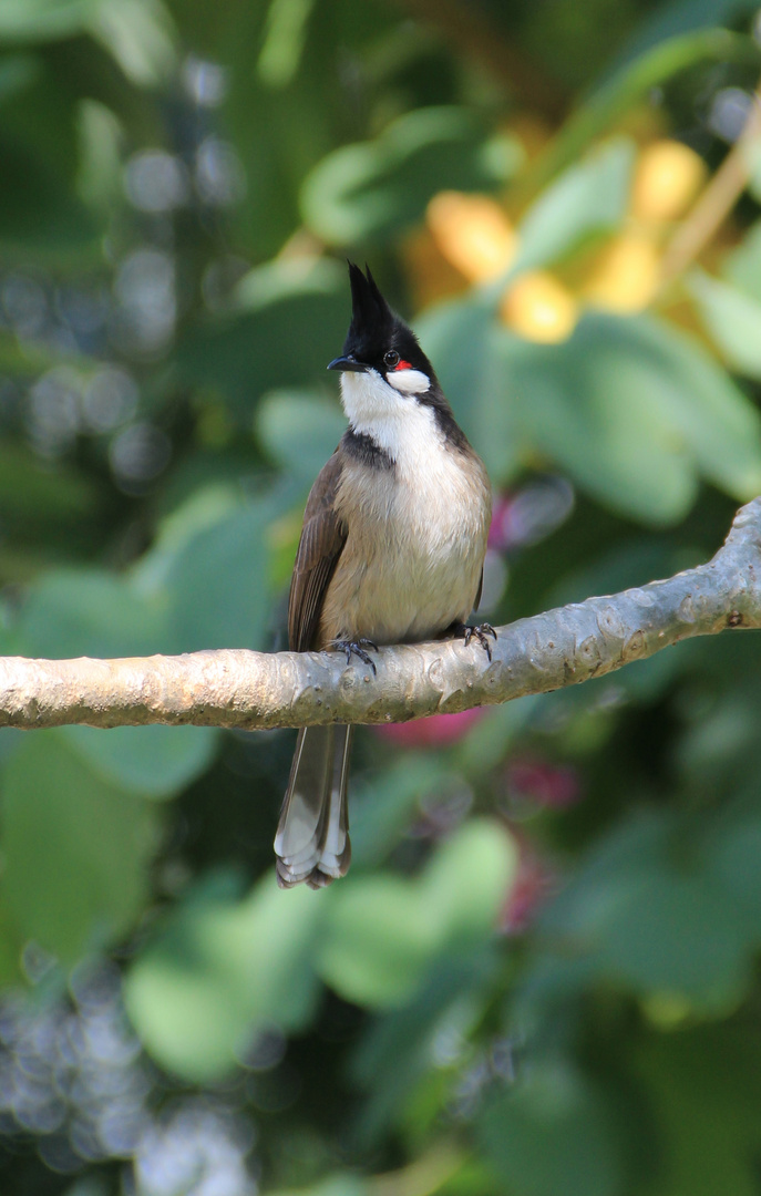 Poservogel