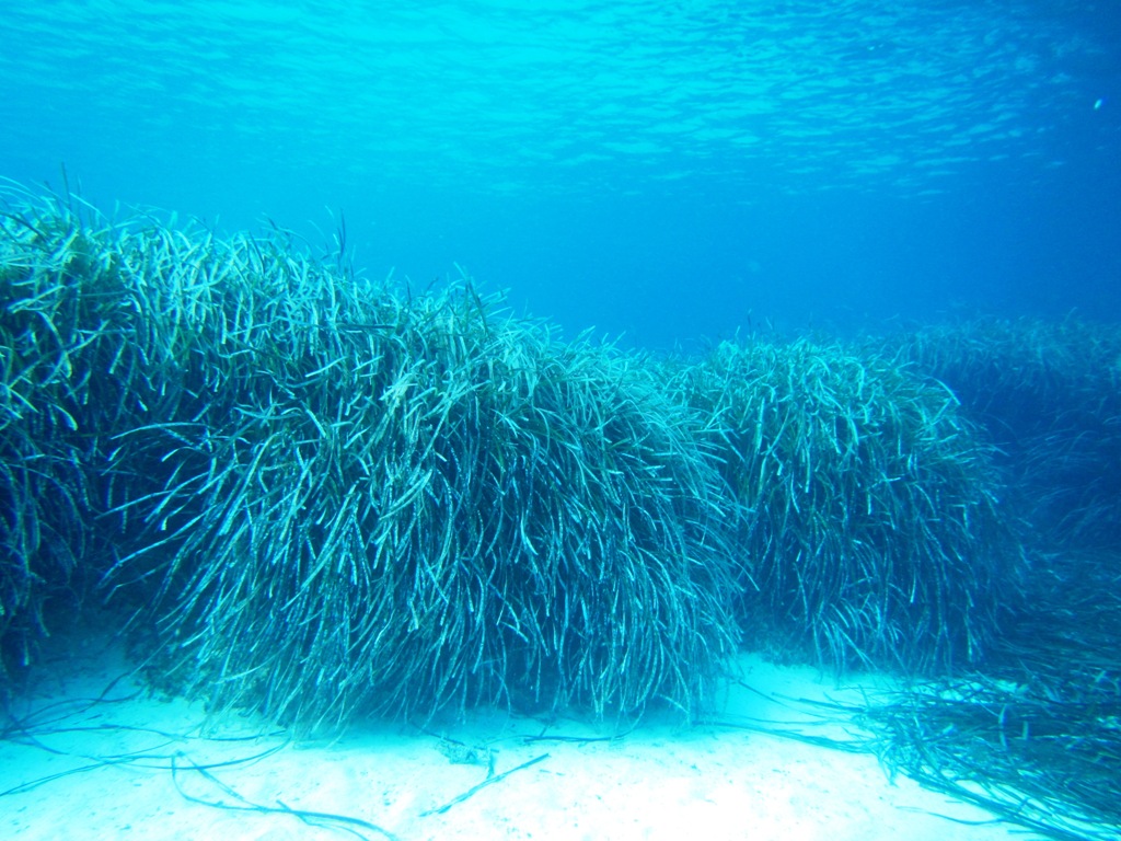 posidonia