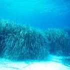 posidonia