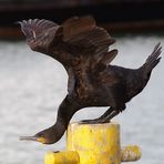 Posieren auf dem Birdwalk