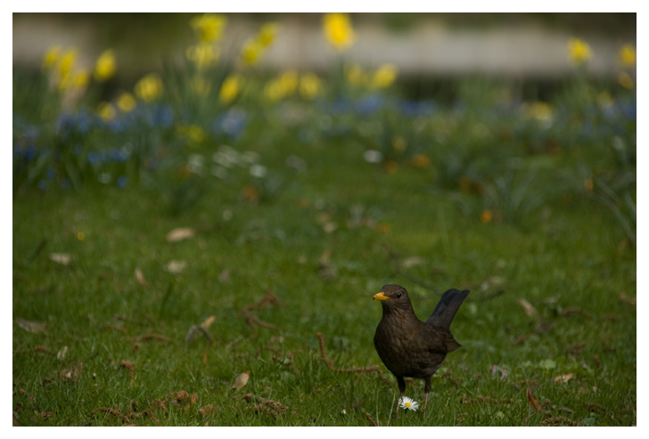 Posierende Amsel