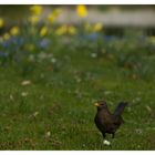 Posierende Amsel