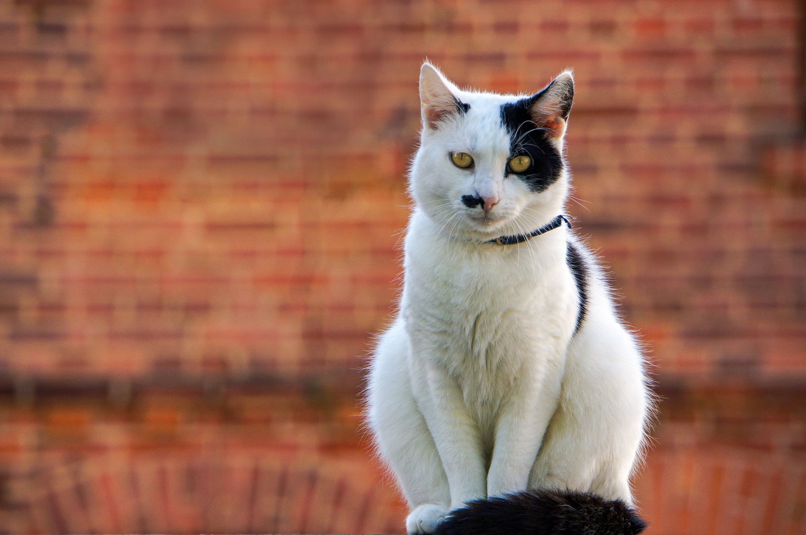 posierende Hauskatze