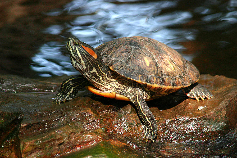 Posierende Schildkröte