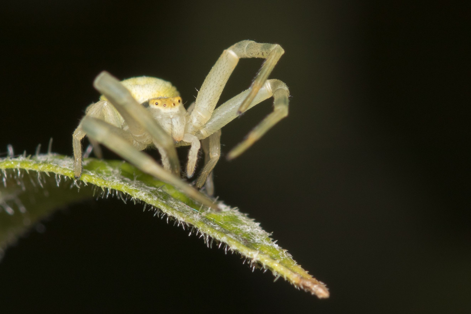 posierende Spinne 4/4