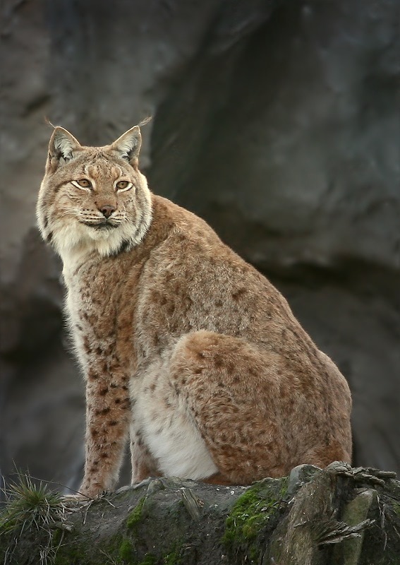 Posierender Luchs