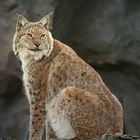 Posierender Luchs