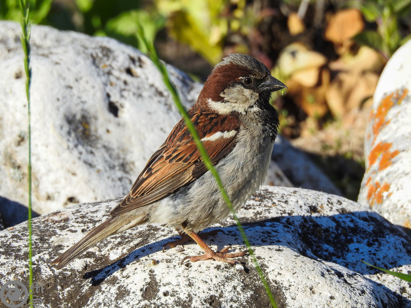 Posierender Vogel am Strand