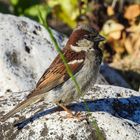 Posierender Vogel am Strand