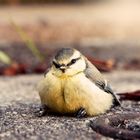 Posing Bird