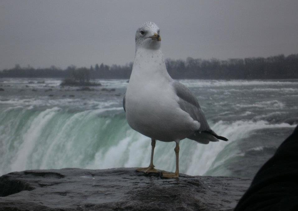 Posing Bird - niagara falls canada