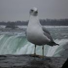 Posing Bird - niagara falls canada