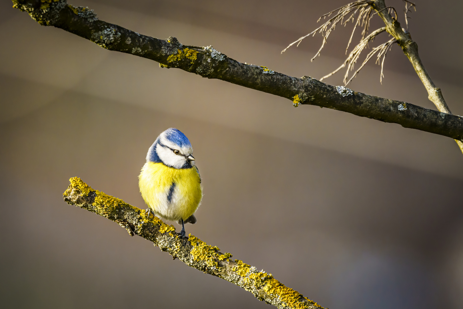 Posing Bluetit (Blaumeise)