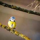 Posing Bluetit (Blaumeise)