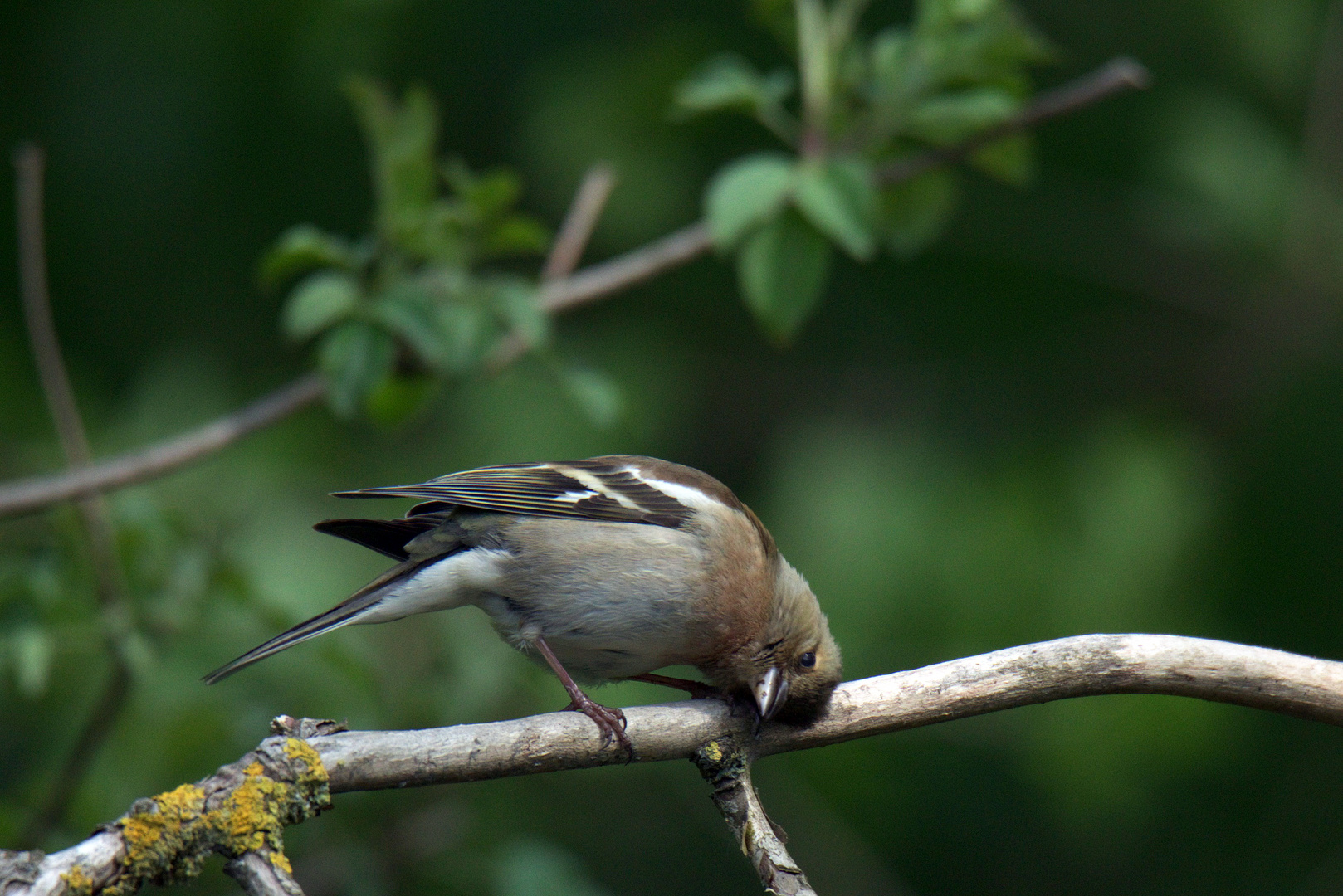  Posing Buchfink (Fringilla coelebs) 