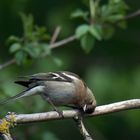  Posing Buchfink (Fringilla coelebs) 