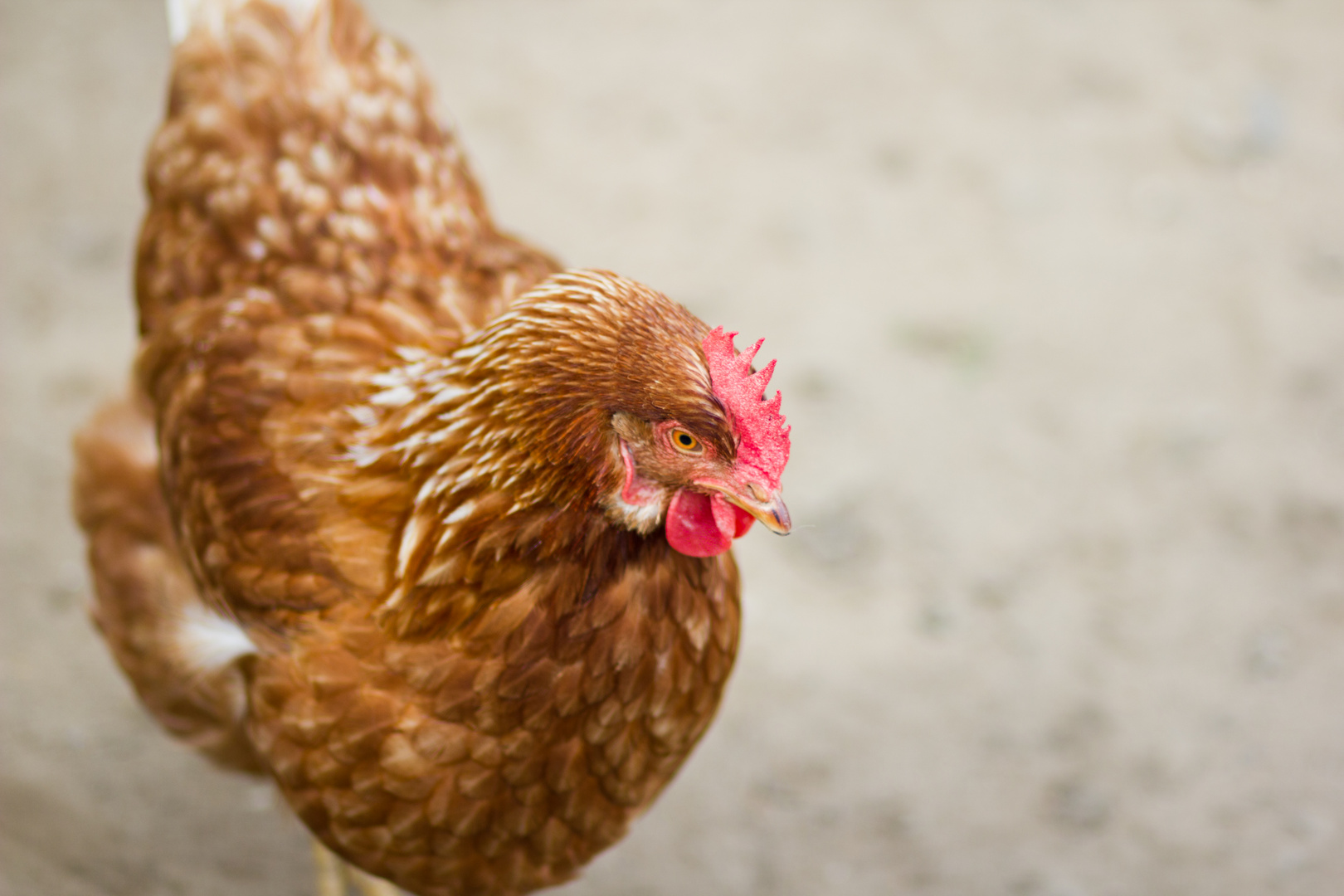 Posing Chicken