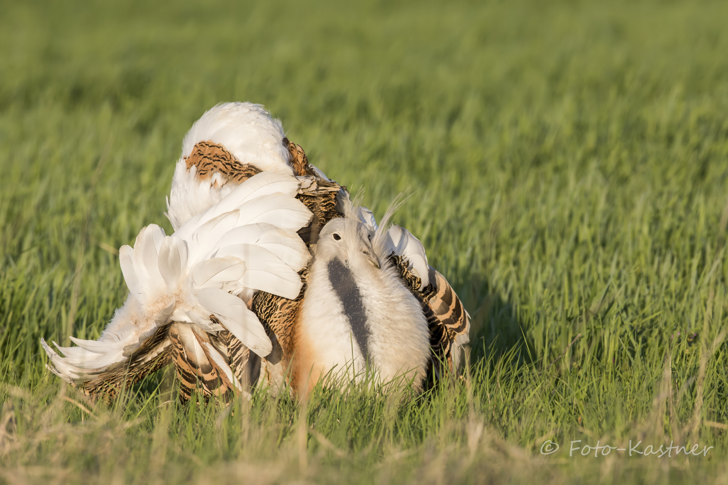 Posing, der ganz besonderen Art